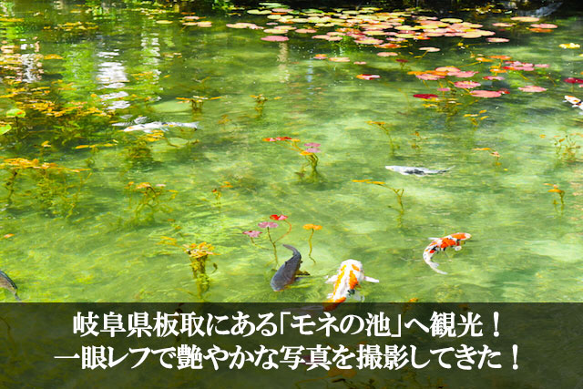 岐阜県板取にある「モネの池」へ観光！一眼レフで艶やかな写真を撮影してきた！