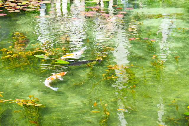 モネの池撮影