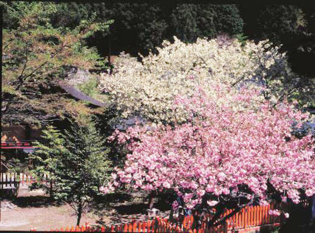 金のなる木「鬱金（ウコン）の桜」とは